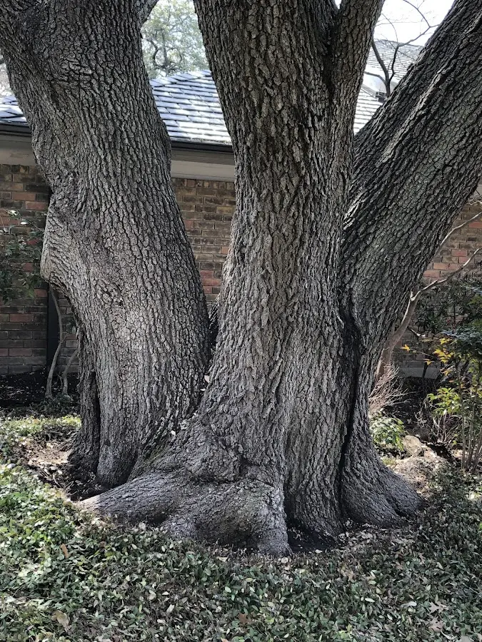 Mature heritage tree close to a Fairmont property cared for by certified arborists